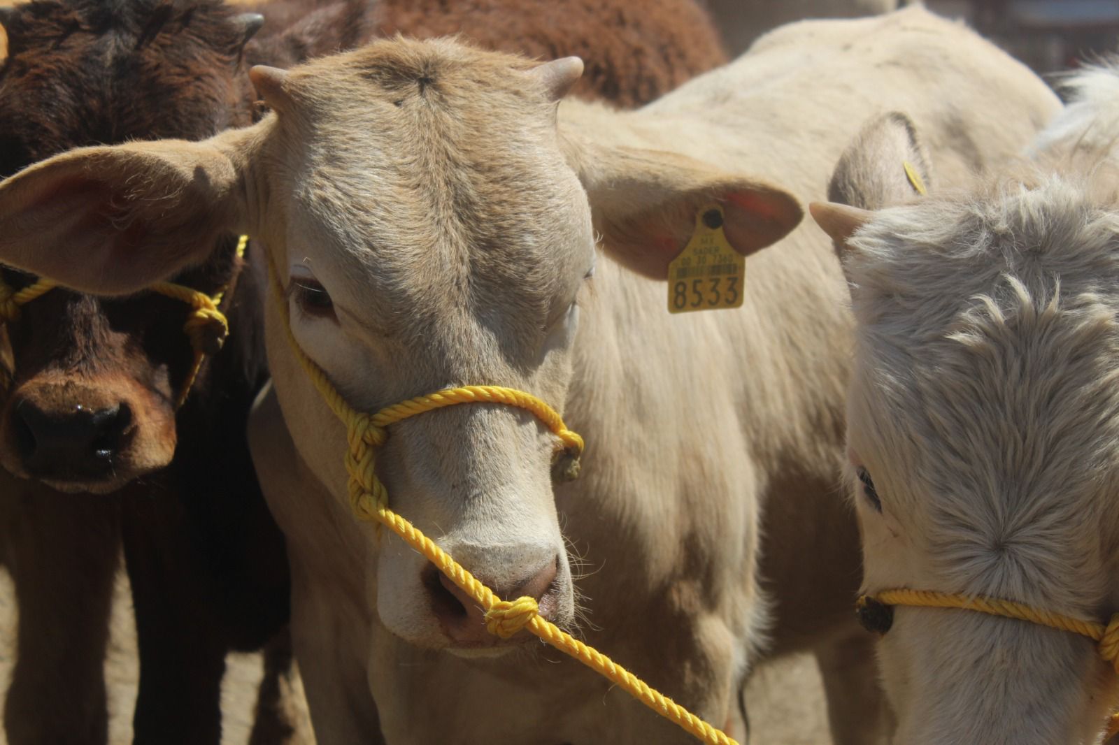 Llama Secretaría del Campo a registrar al ganado en el Sistema Único de Registro Agropecuario