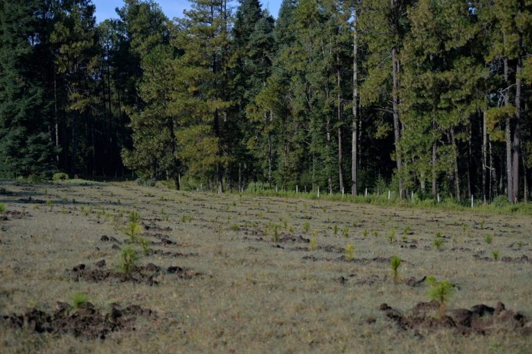 Impulsa GEM agenda ambiental para la restauración de los ecosistemas