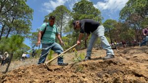 Probosque inicia restauración de suelos en la zona sur del Estado de México afectada por incendios forestales