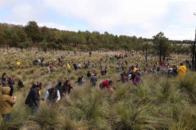 Arranca Gobierno del Estado de México la primera reforestación estatal: “Árboles para el Mañana”