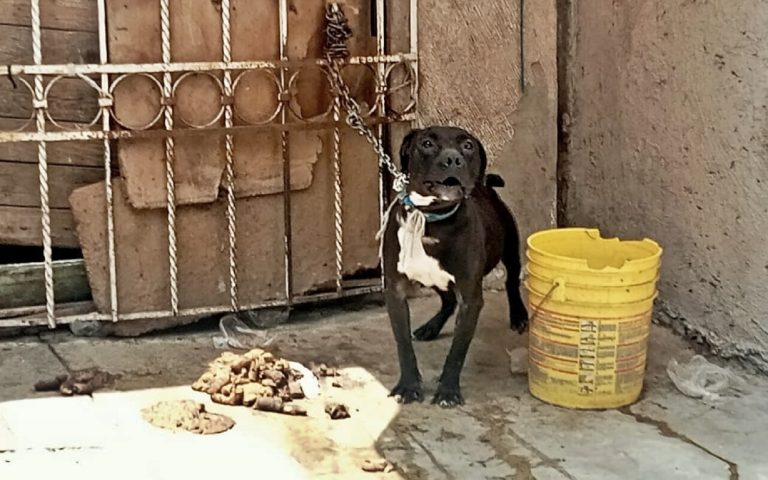 Tras petición ciudadana Propaem rescata a canino en Chicoloapan