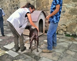 Propaem rescata a dos caninos con desnutrición severa en Huixquilucan