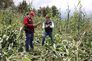 Verifica Secretaría del Campo afectaciones al maíz en parcelas de pueblos originarios