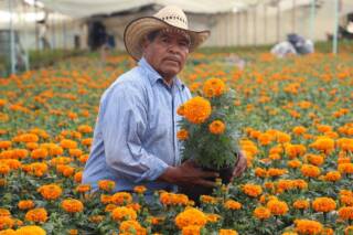 Inicia EdoMéx venta de cempasúchil y flores de temporada para decorar las ofrendas en Día de Muertos