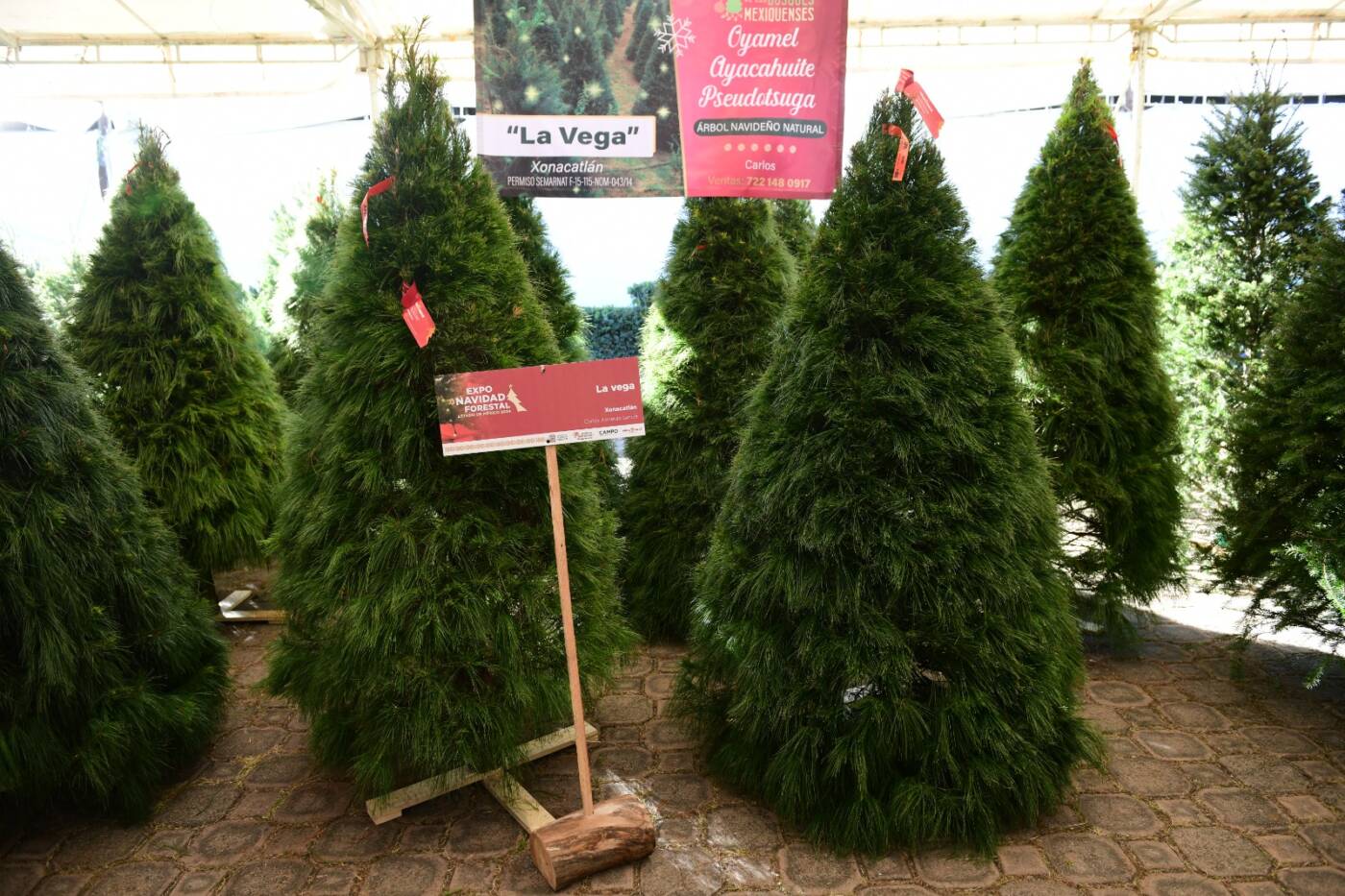 ¿Ya tienes la decoración y los regalos para la temporada decembrina? Visita la Expo Navidad Forestal EdoMéx 2024