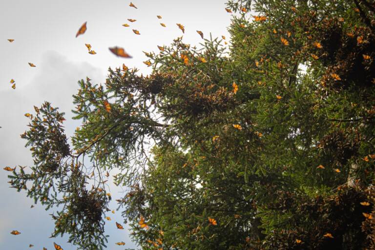 Llega la Mariposa Monarca al EdoMéx; santuarios abren sus puertas a la temporada de hibernación 2024-2025