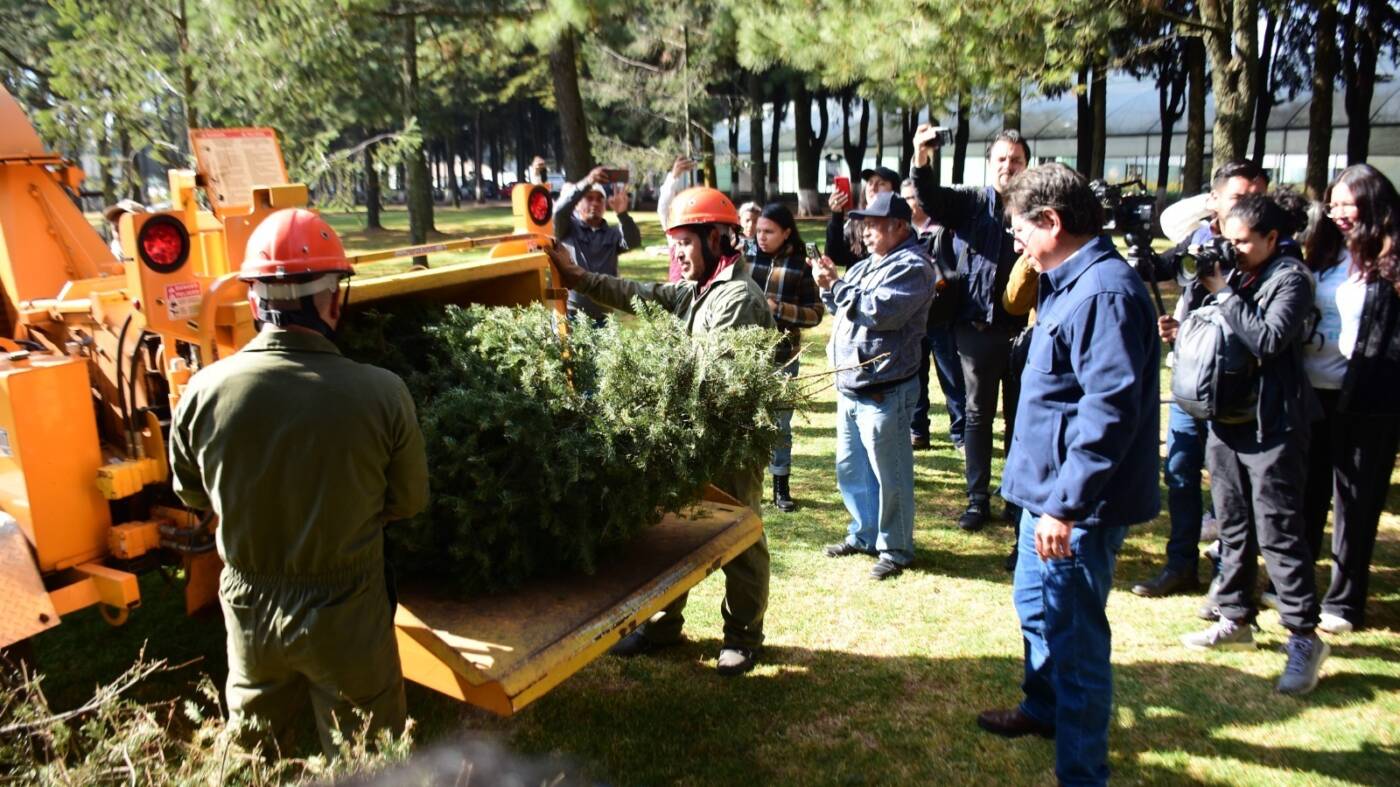 ¡Recicla tu Árbol de Navidad! Habilita Probosque sus 17 viveros forestales como Centros de Acopio