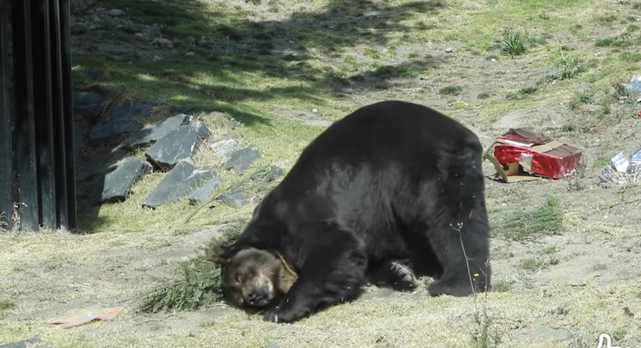 Reutiliza Parque Ecológico Zacango árboles de Navidad para mejorar la salud física y mental de los animales