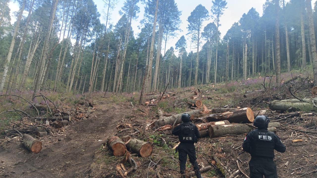 Secretaría de Seguridad del Estado de México,SEDENA, GN, PROFEPA y PROBOSQUE realizan operativo contra la tala clandestina 