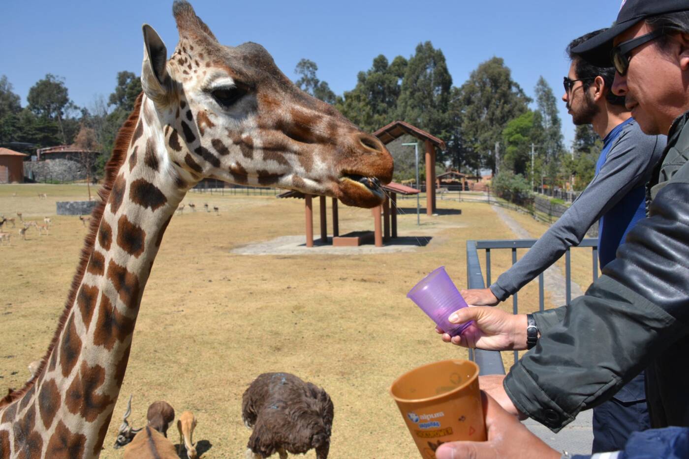 Este fin de semana largo visita el Parque Ecológico Zacango, destino turístico del EdoMéx que promueve el bienestar animal con acceso al 2×1