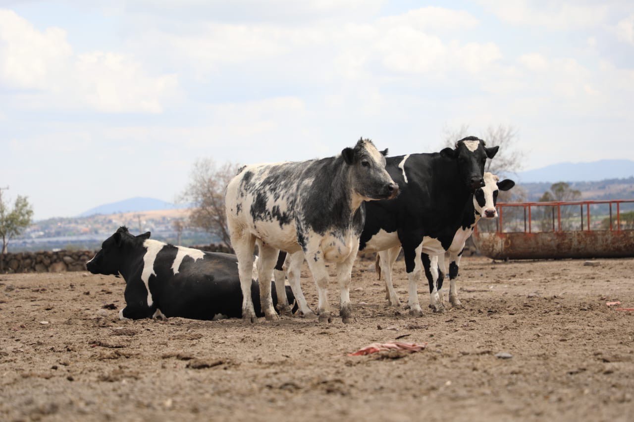 Certifica EdoMéx a 28 veterinarios ante la Secretaría de Agricultura Federal; vigilarán la nueva normatividad contra la tuberculosis bovina