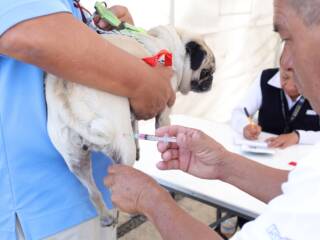 Aplica Secretaría de Salud del EdoMéx más de un millón de dosis antirrábicas a perros y gatos en exitosa jornada de vacunación