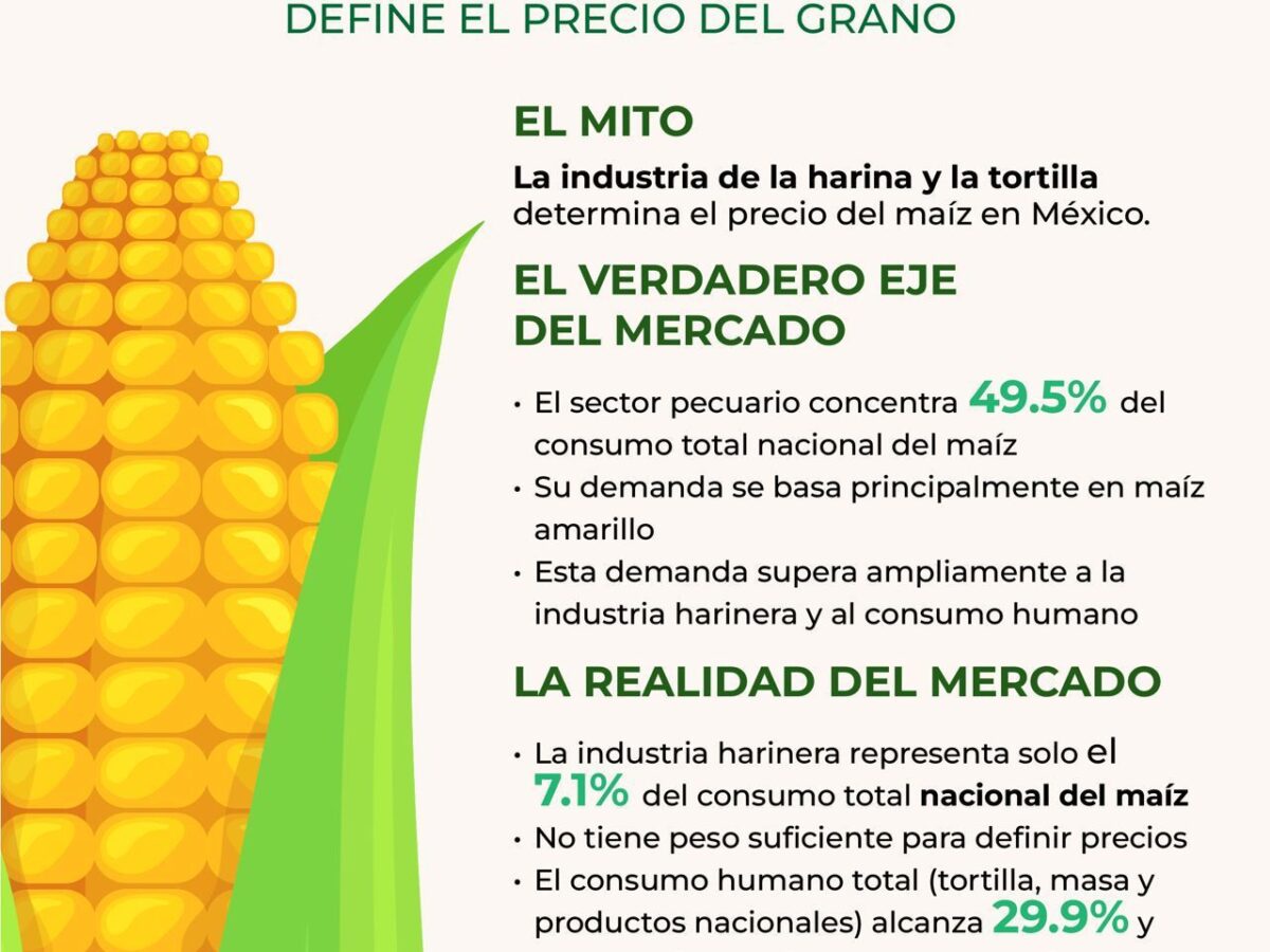 El sector pecuario concentra 49.5 % del consumo de maíz en México: GCMA